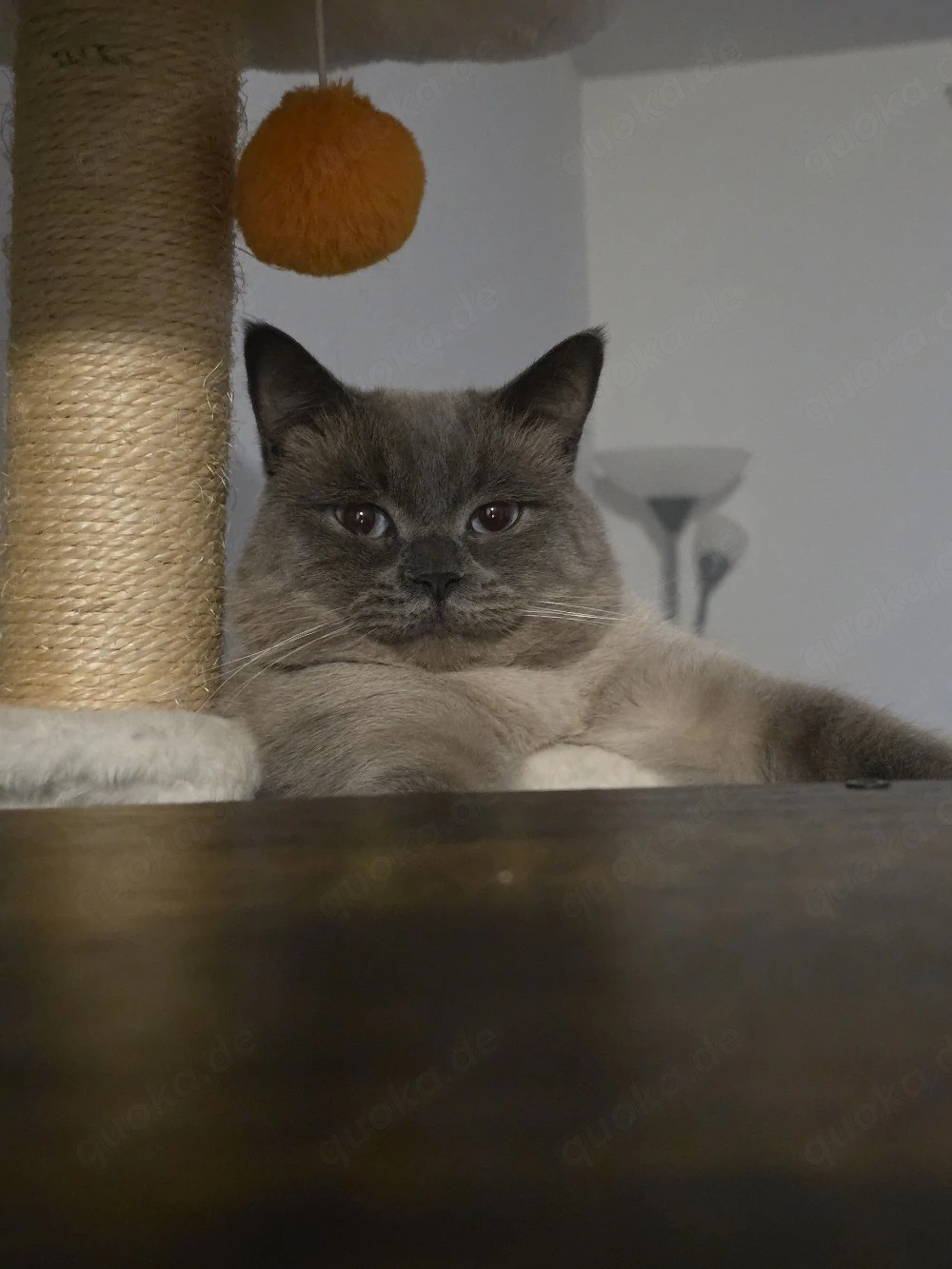 Erfahrene Deckkater Siam