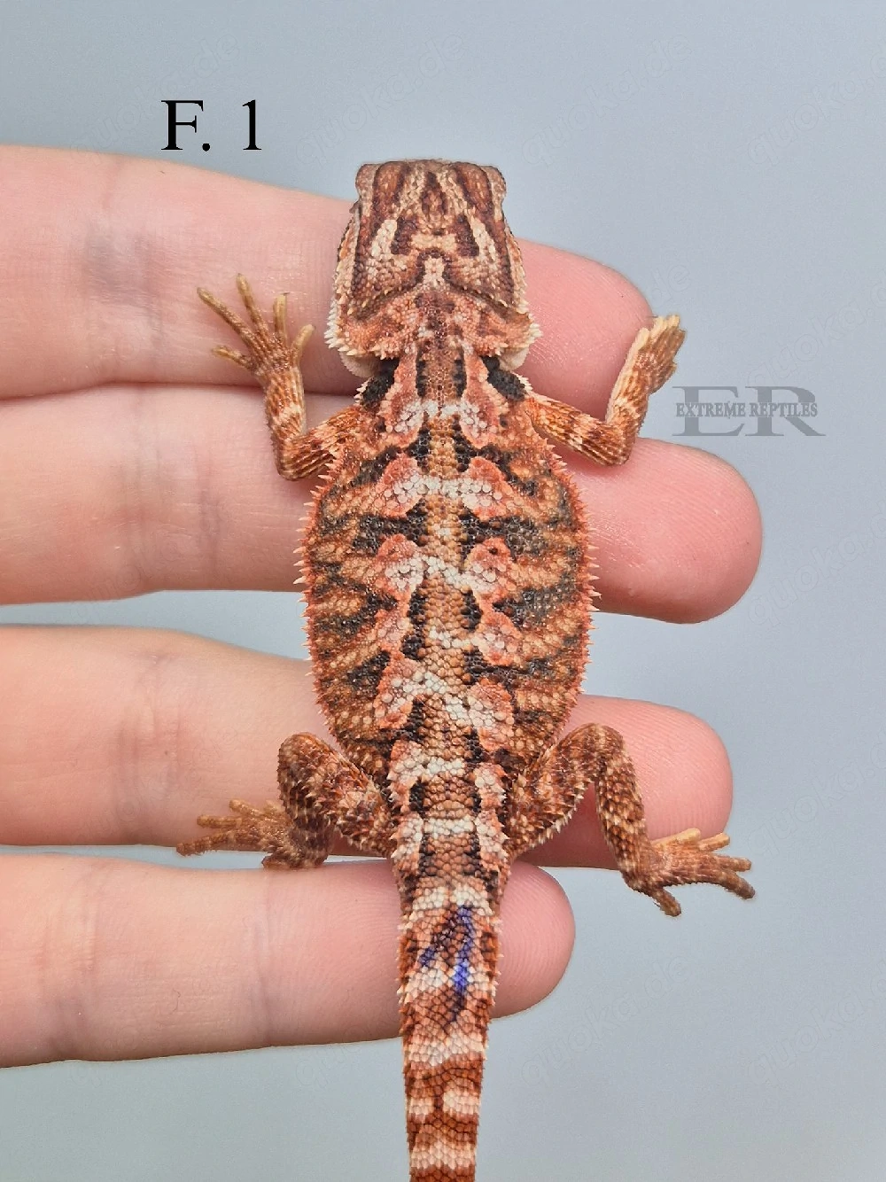 Bartagame (Pogona vitticeps) Weibchen 