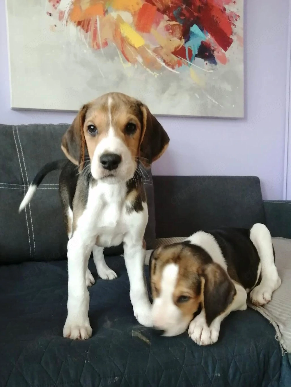 Jagdhund Bracke Harlekin Welpen