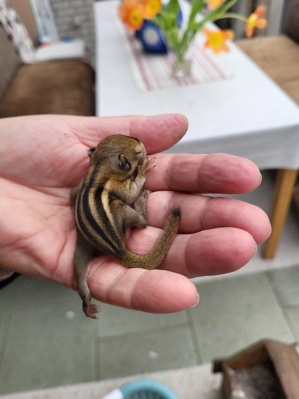 nestjunge chin.Baumstreifenhörnchen