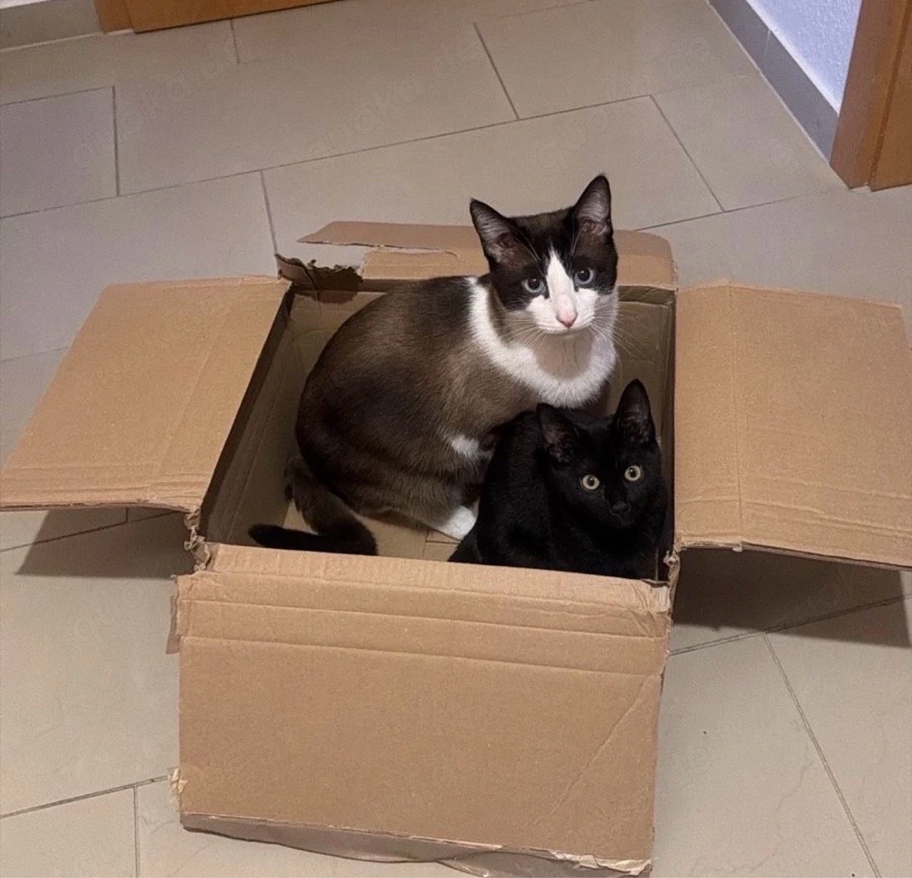 zwei liebe katzen in gute hände abzugeben