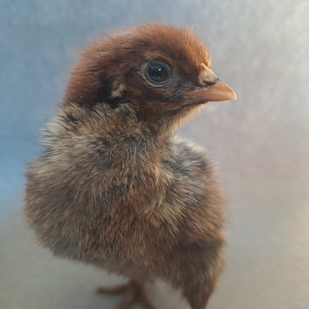 Küken Kücken Hühner Huhn Henne Hahn