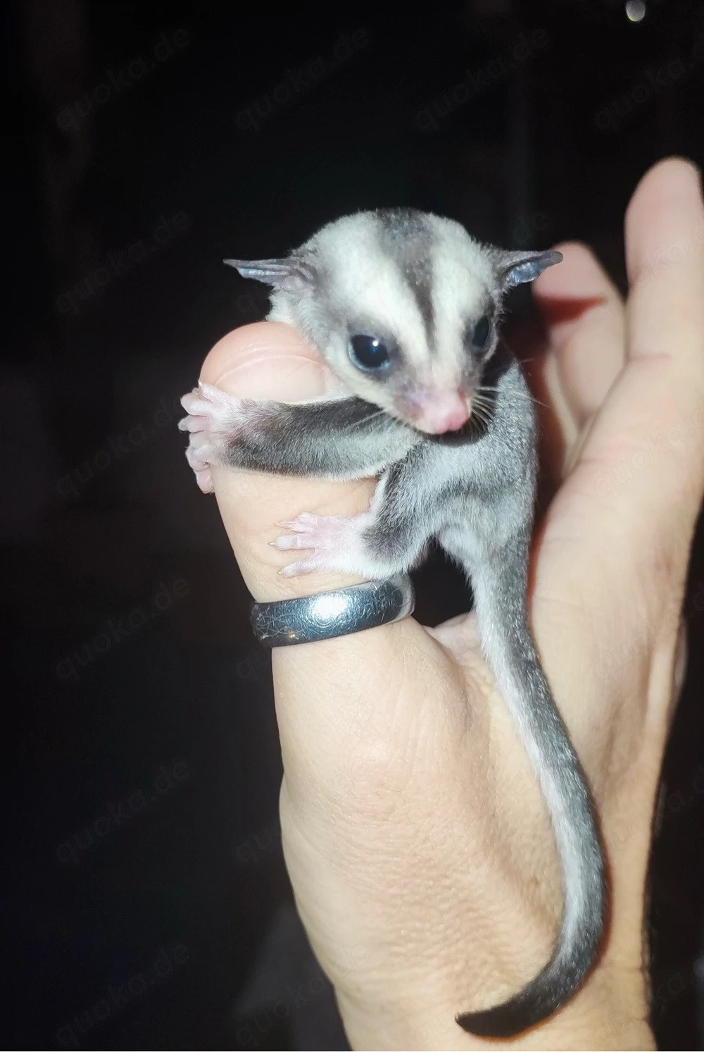 Sugar Glider, Jungtier 