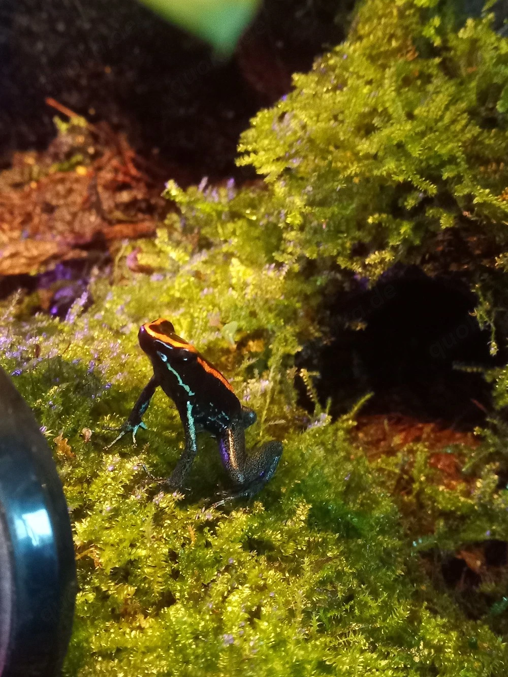 Frosch mit Terrarium abzugeben - Phyllobates Vittatus