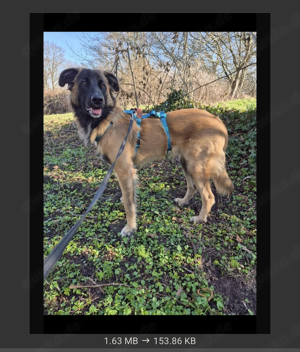 Teddy sucht ein neues Zuhause 