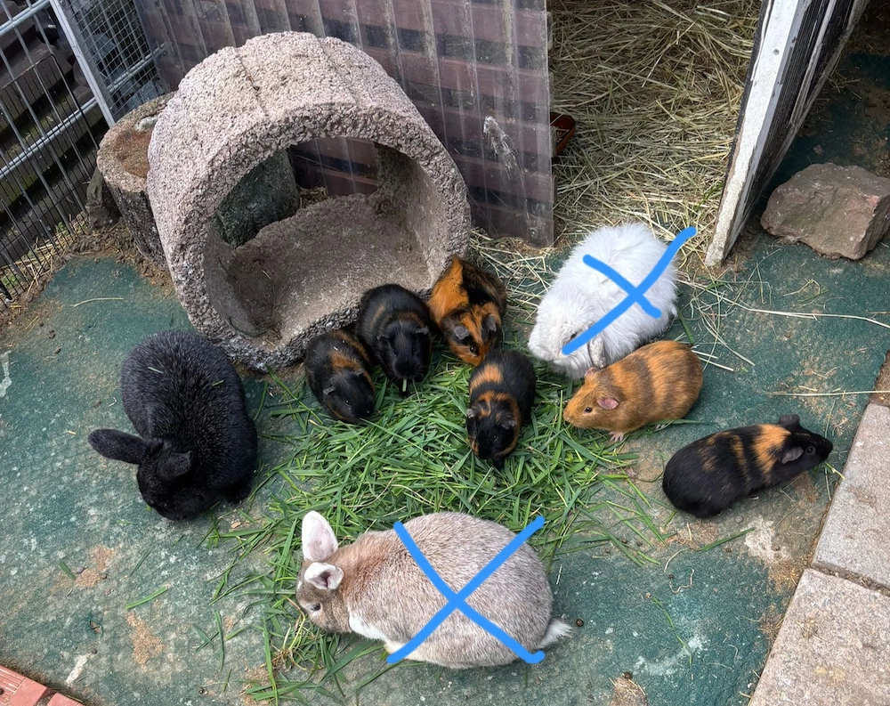 Stall Hasen zu verkaufen 