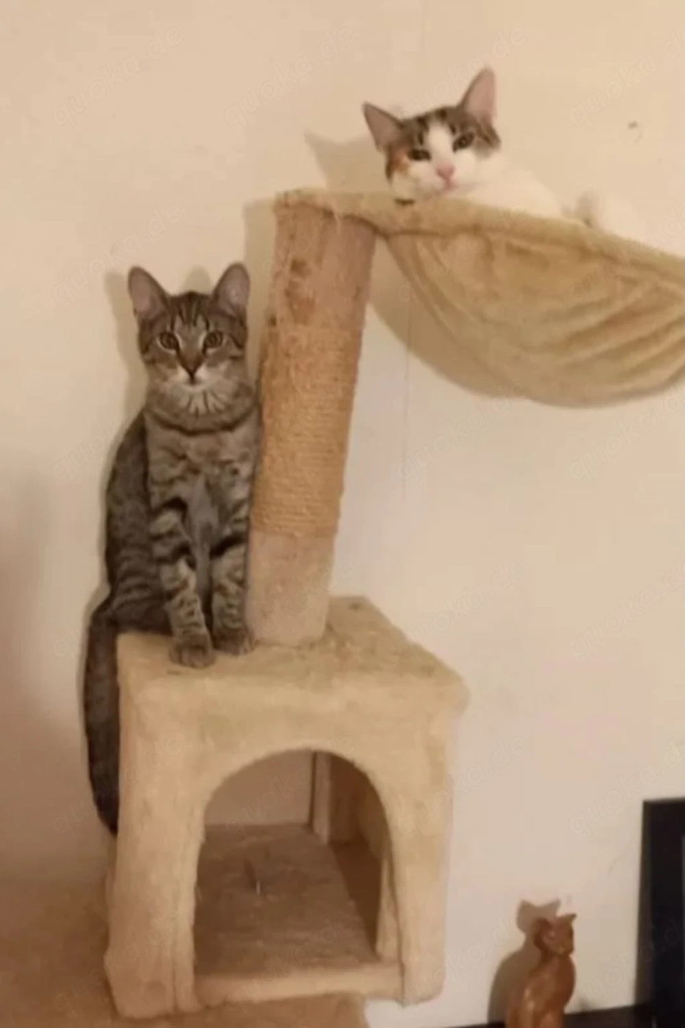 Prinzessin Rosanase & verspielter Tiger suchen spannende Familie