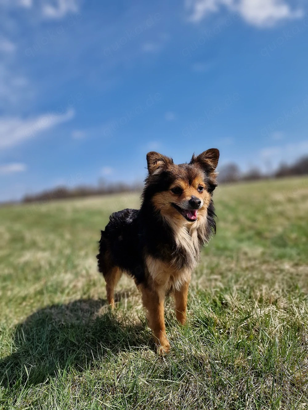 Gucci sucht sein Für-immer-Zuhause   