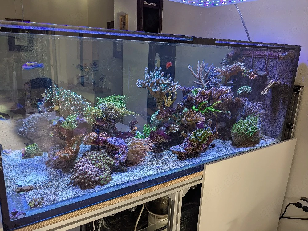 Korallen   Ableger Meerwasser