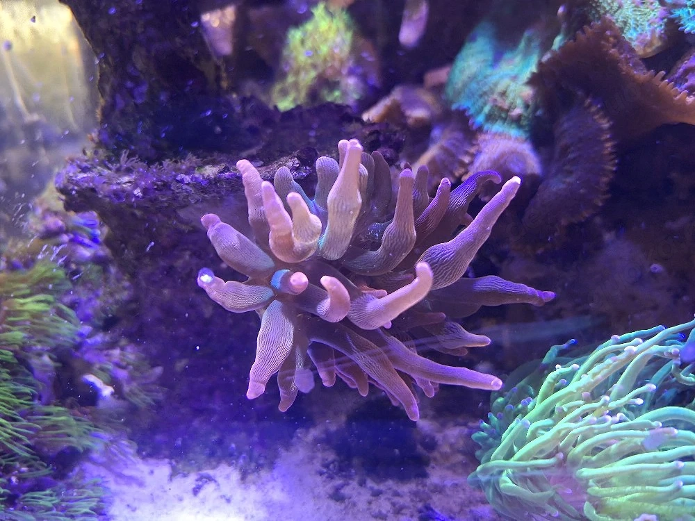 Kupferanemonen Entacmaea Quadricolor Sunburst Koralle Meerwasser 