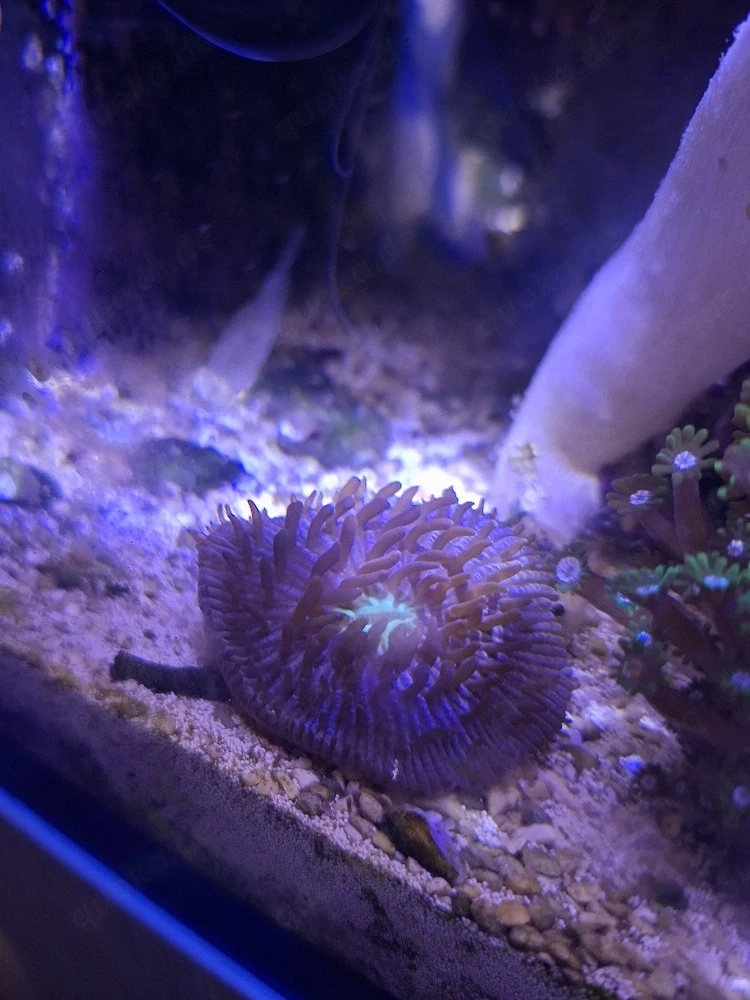 Wunderschöne Fungia Koralle - Echte Nachzucht (4-5 cm)