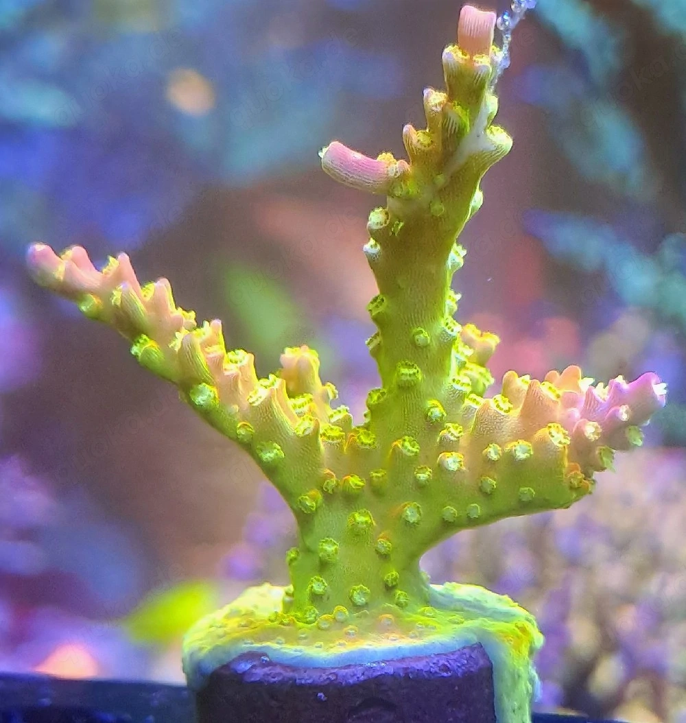 Korallen Ableger Meerwasser Acropora, Zoas LPS etc 