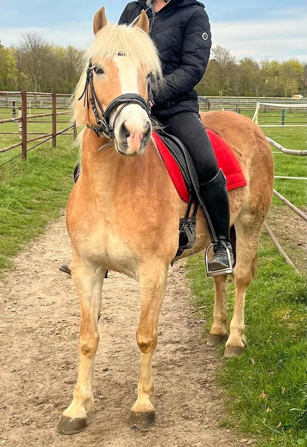 Haflinger Stute Allrounder 8 Jahre