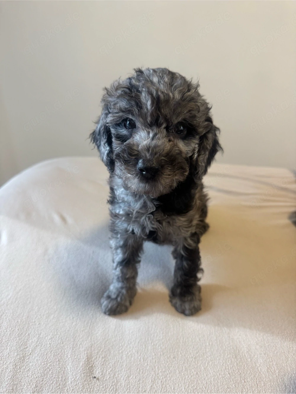 toy pudel merle welpe mini 700 gr