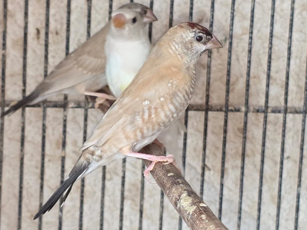 Zeresamadienen Paare 