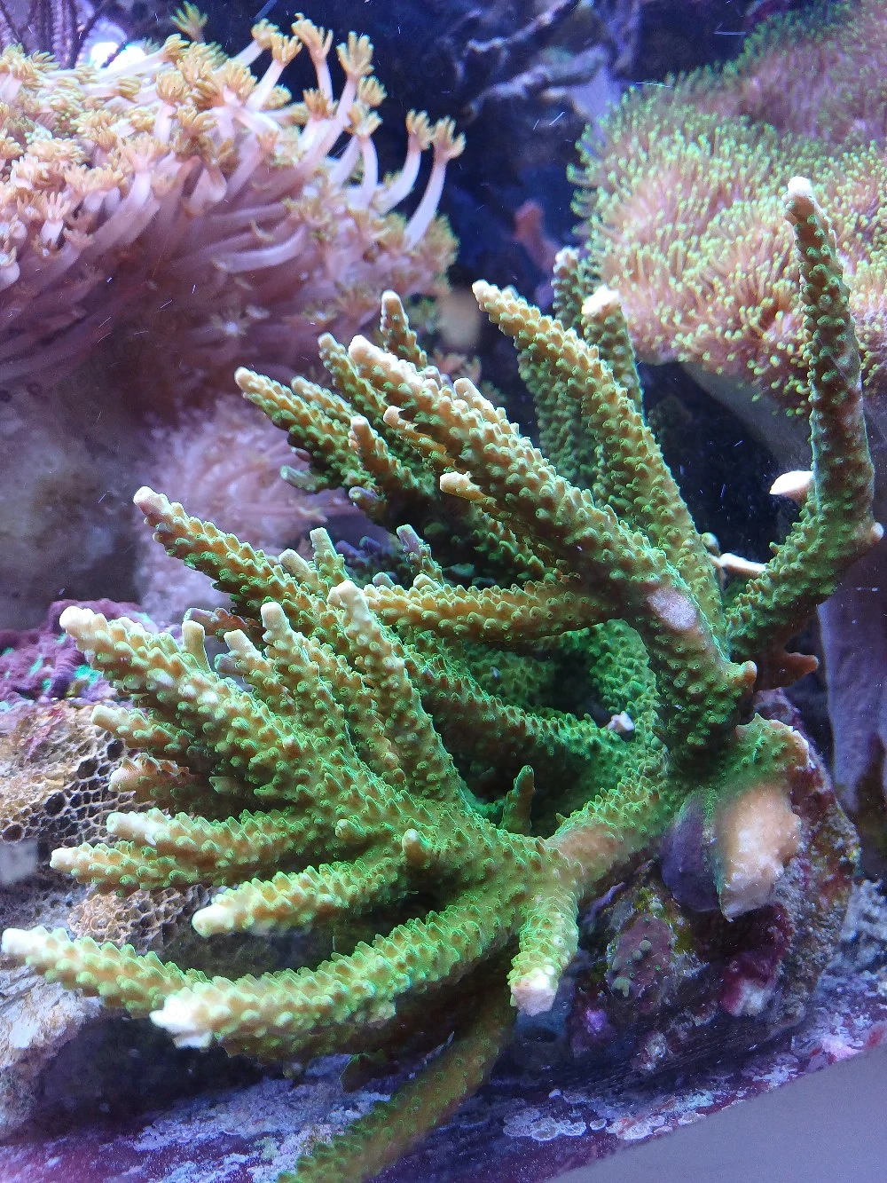 Acropora Joker SPS