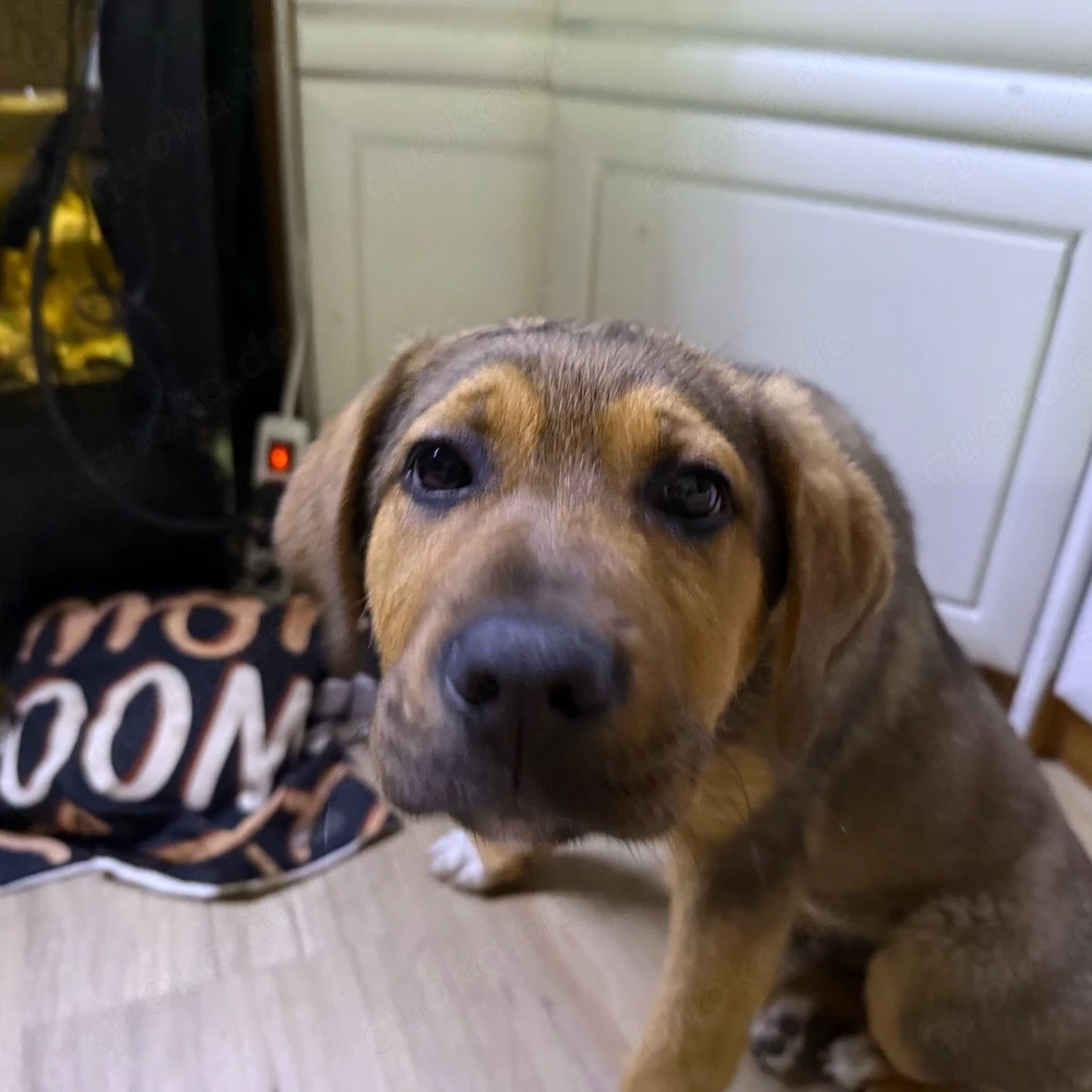 Schäferhundmischling  Tommy