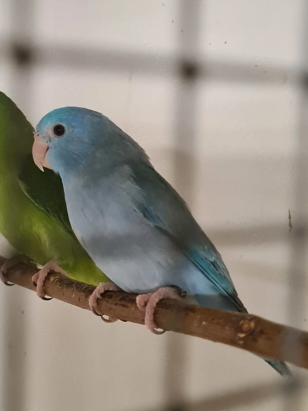 Blaugenick Sperlingspapageien jung