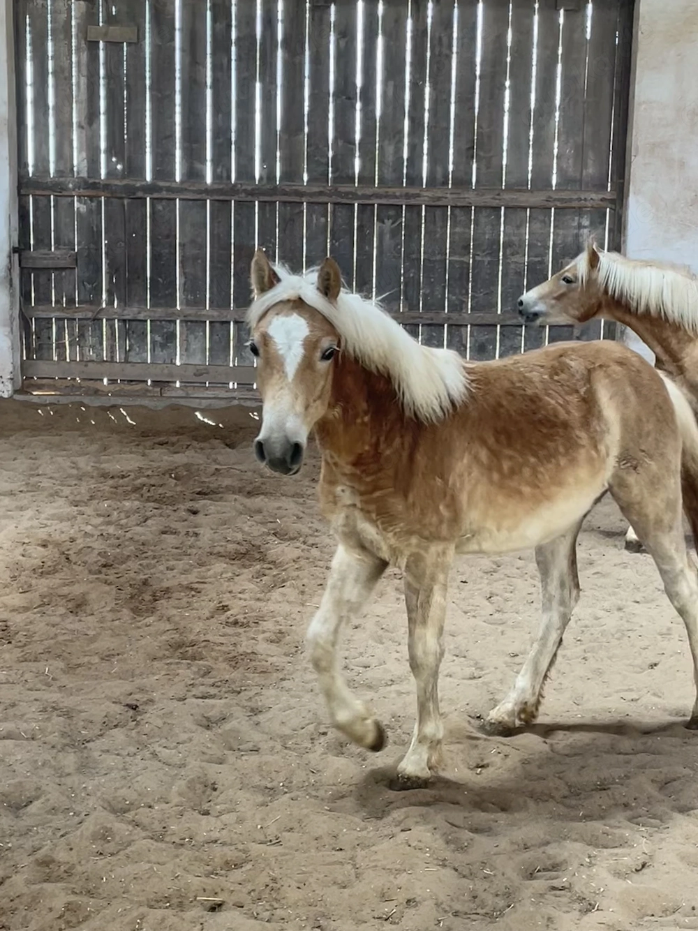 Haflinger Edelbluthaflinger Hengst, bald Wallach Jährling 