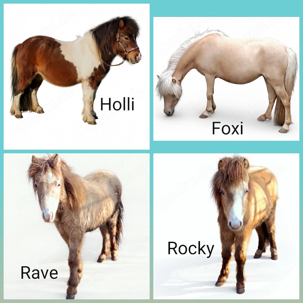 Ponys in Champagnerfarben