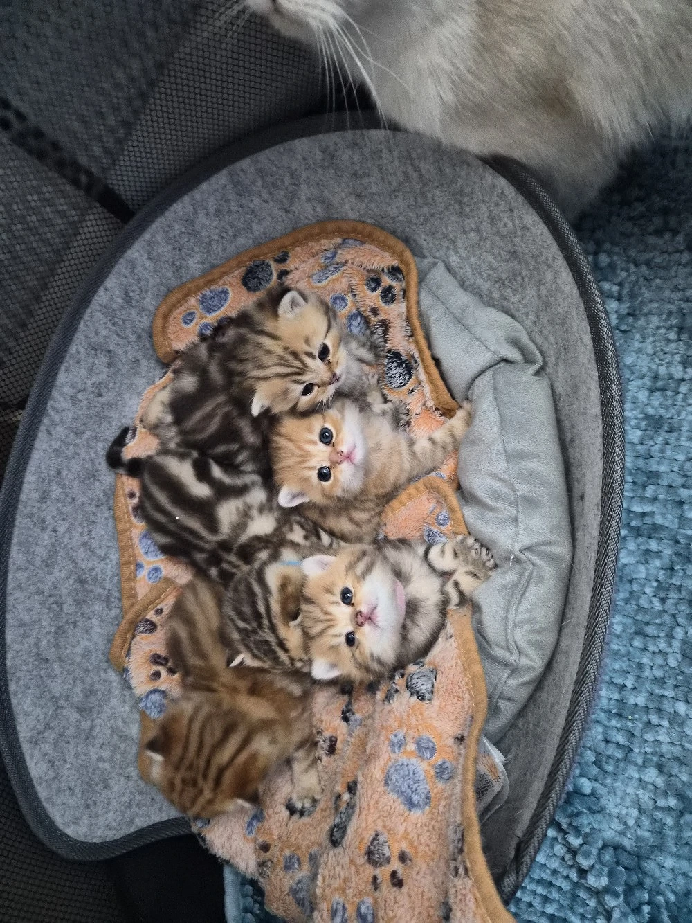 Noch 3 Wunderschöne Einzigartige BKH kitten 
