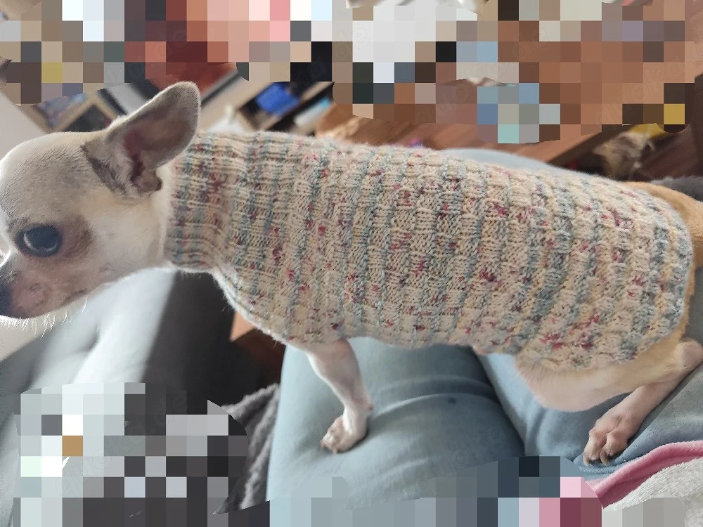Chihuahua Pullover 