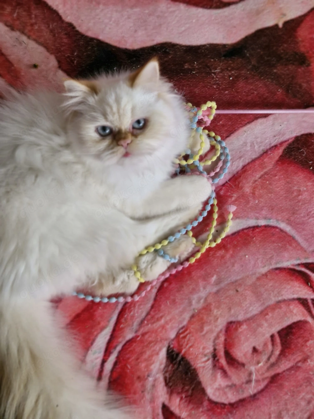 Wunderschöne Perser jung Katze