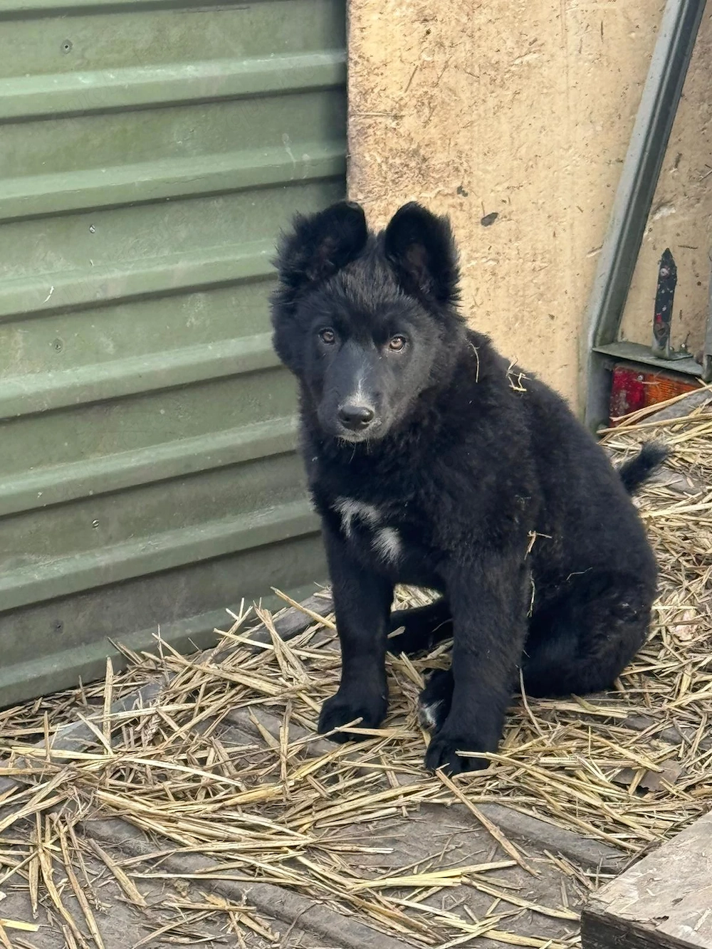 Border-Collie Mischling sucht ein liebevolles  Zuhause