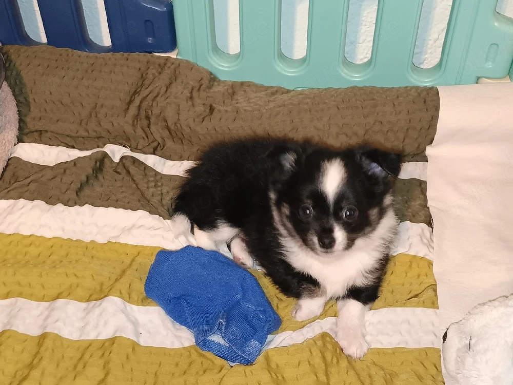 Verkaufe süsse Pomchis