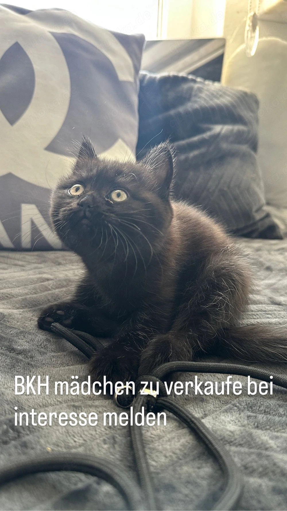 Bkh mädchen sucht noch ein zuhause