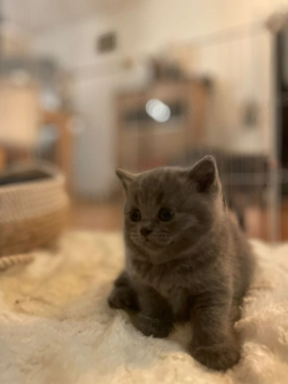 2 Kater suchen noch ein Zuhause ab sofort
