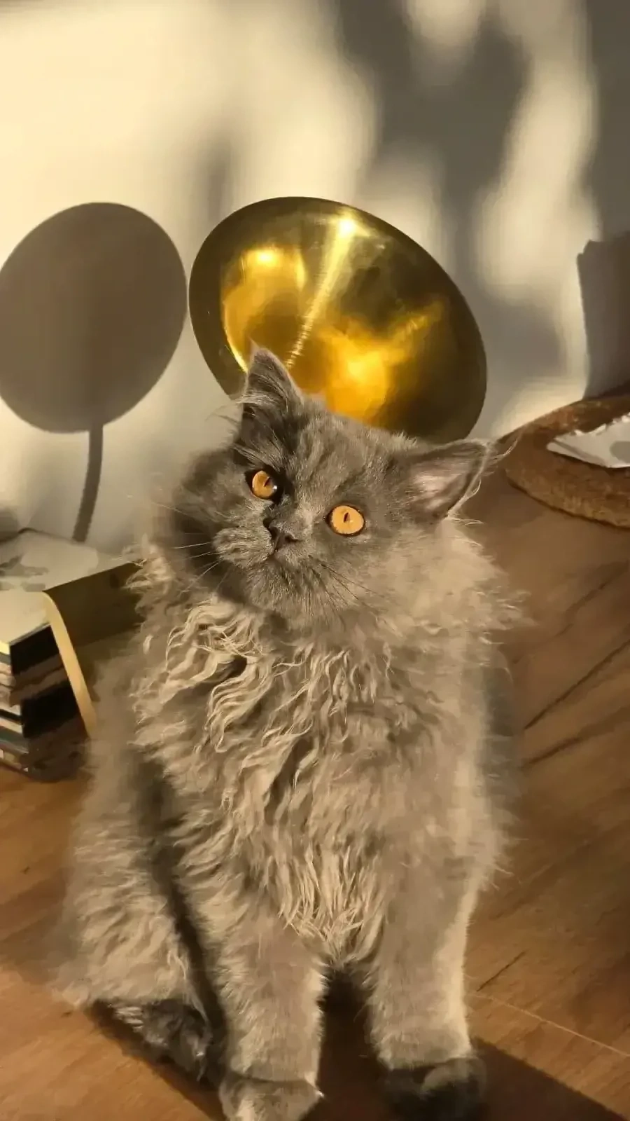 BKH  Deckkater