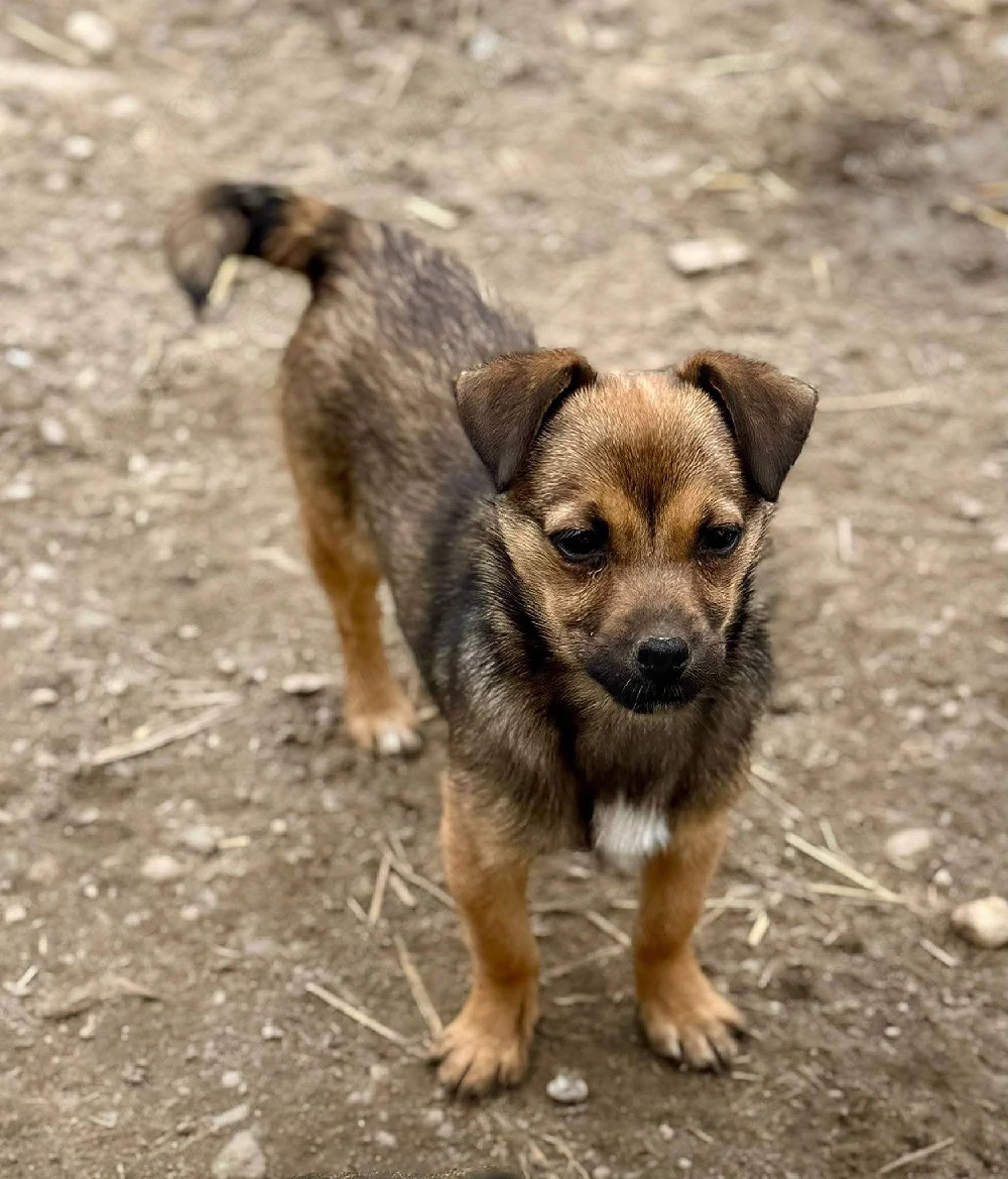 Emely mag Streicheleinheiten