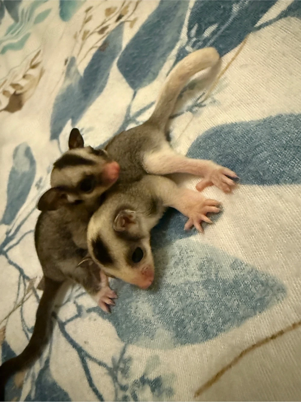 *RESERVIERT* Sugar Glider 2.0 Jungtiere, Kurzkopfgleitbeutler
