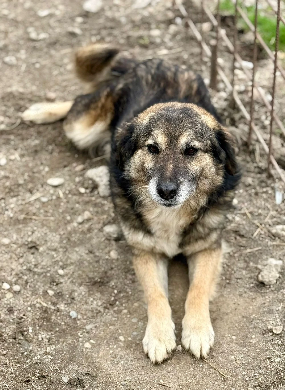 Mortimer kann dein Begleiter fürs Leben werden