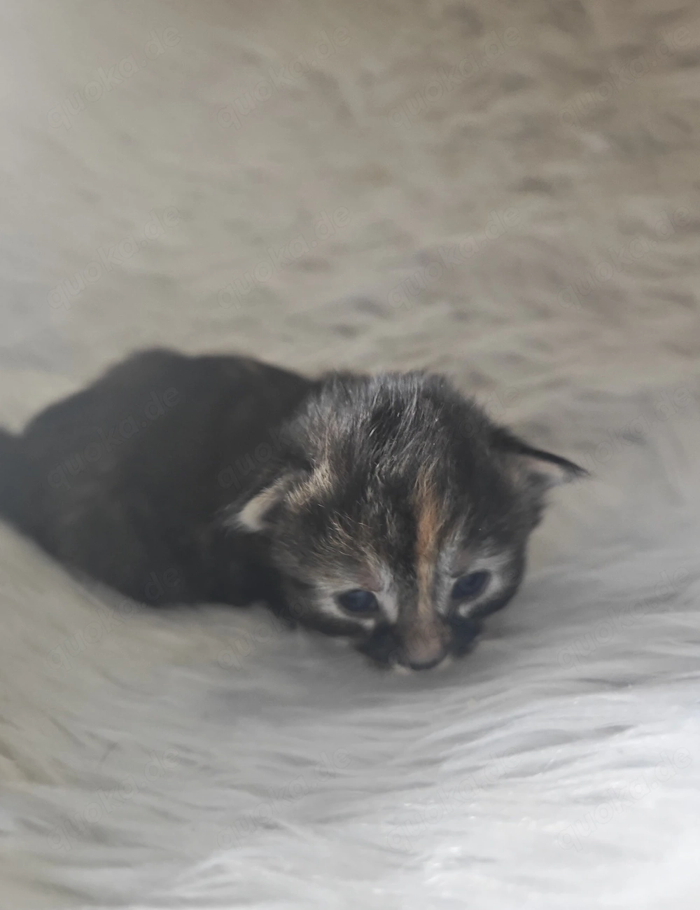   Zauberhaftes Maine-Coon-Angora Mädchen sucht liebevolles Zuhause 