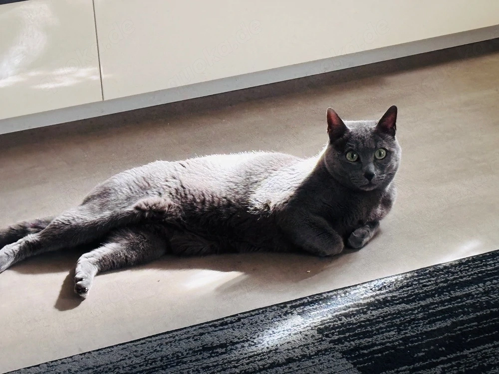deckkater russich Blau