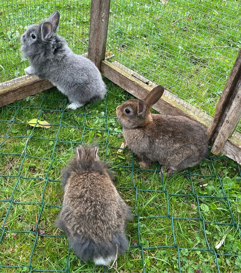 Zwergkaninchen 3 Männchen und 1 Weibchen