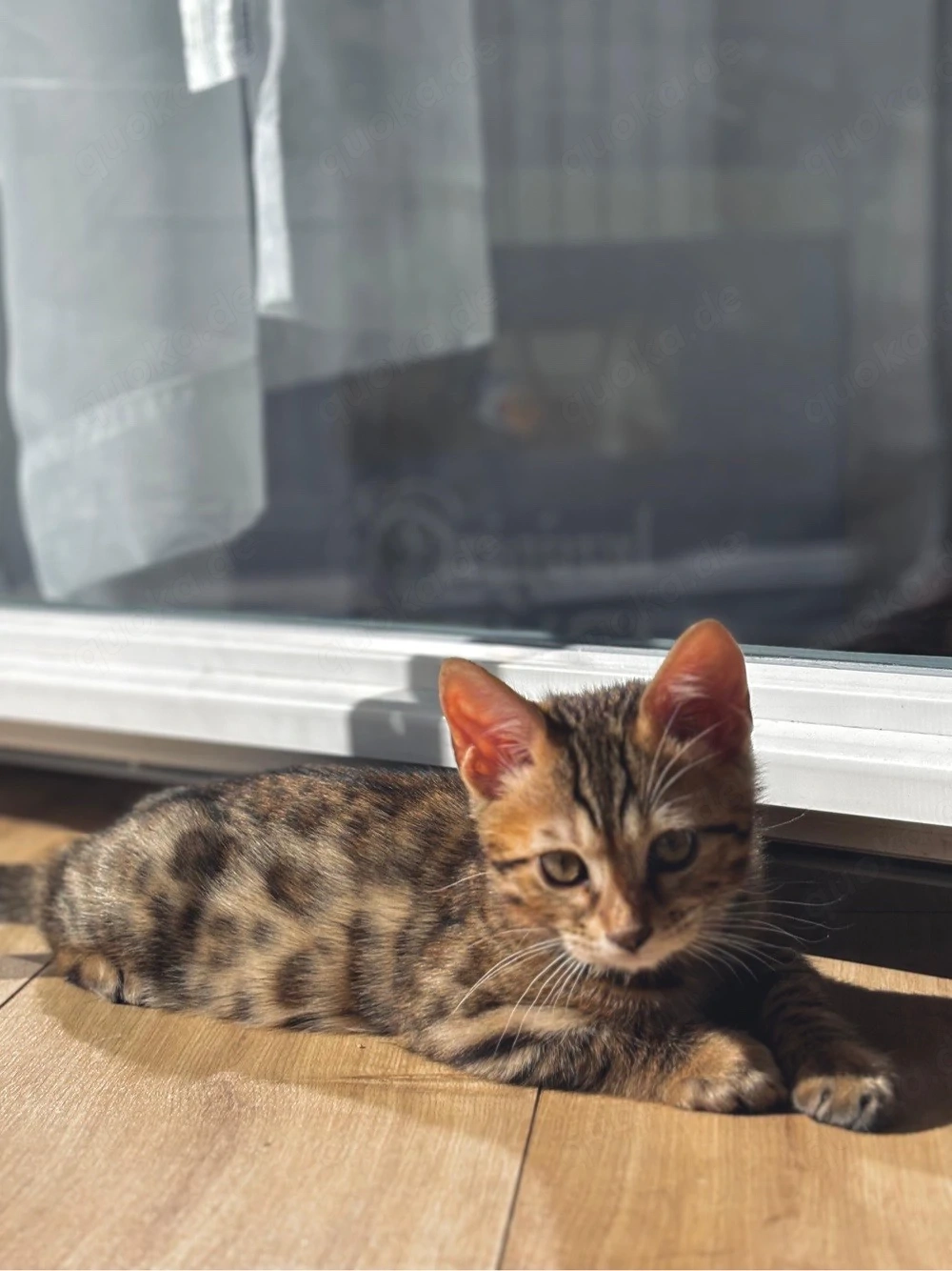 Bengal Kitten 