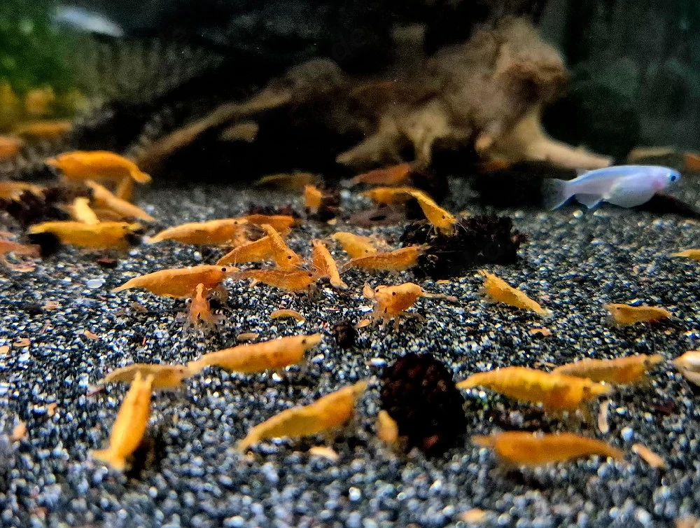 Orange Sakura Zwerggarnelen Garnelen Neocaridina davidi