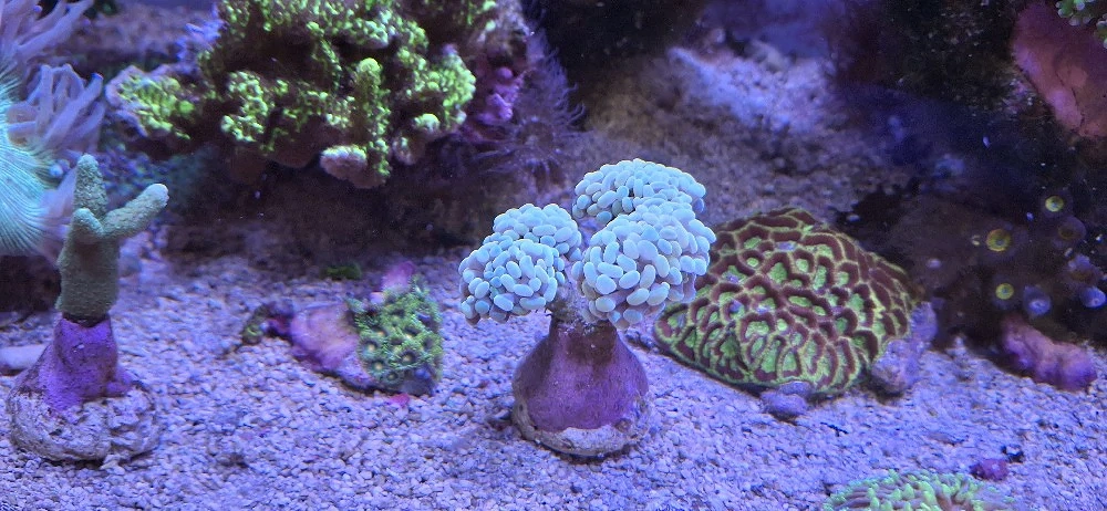 Meerwasser Korallenableger