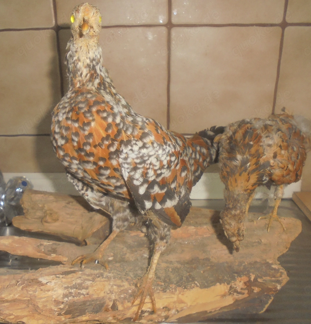 Tierpräparat Hühner