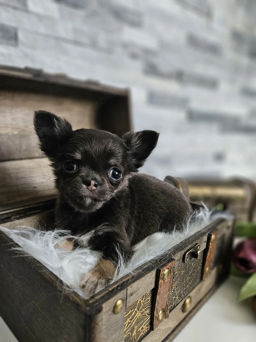 Chihuahua Welpen reinrassig 