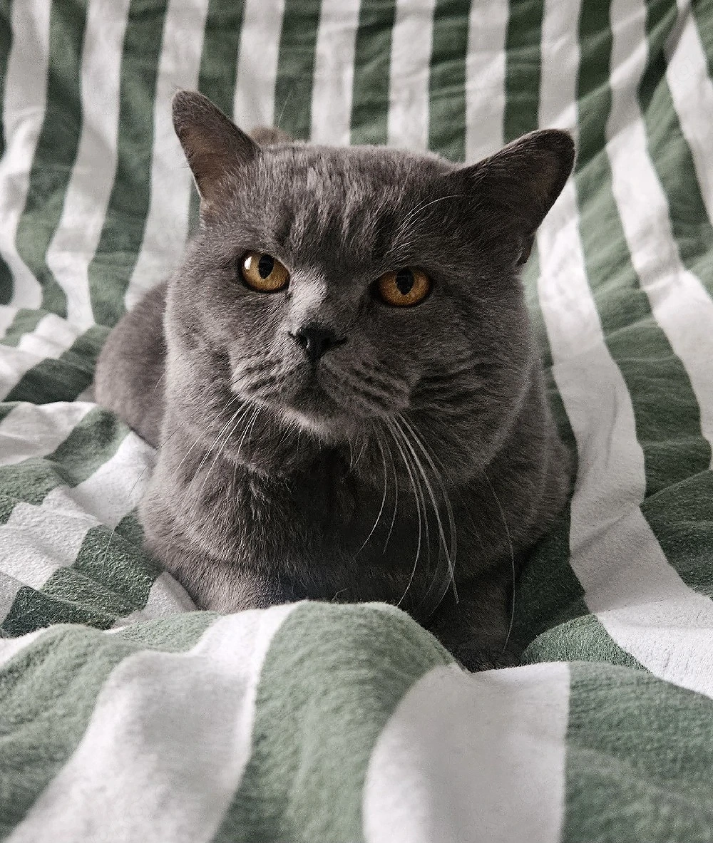 bkh deckkater 