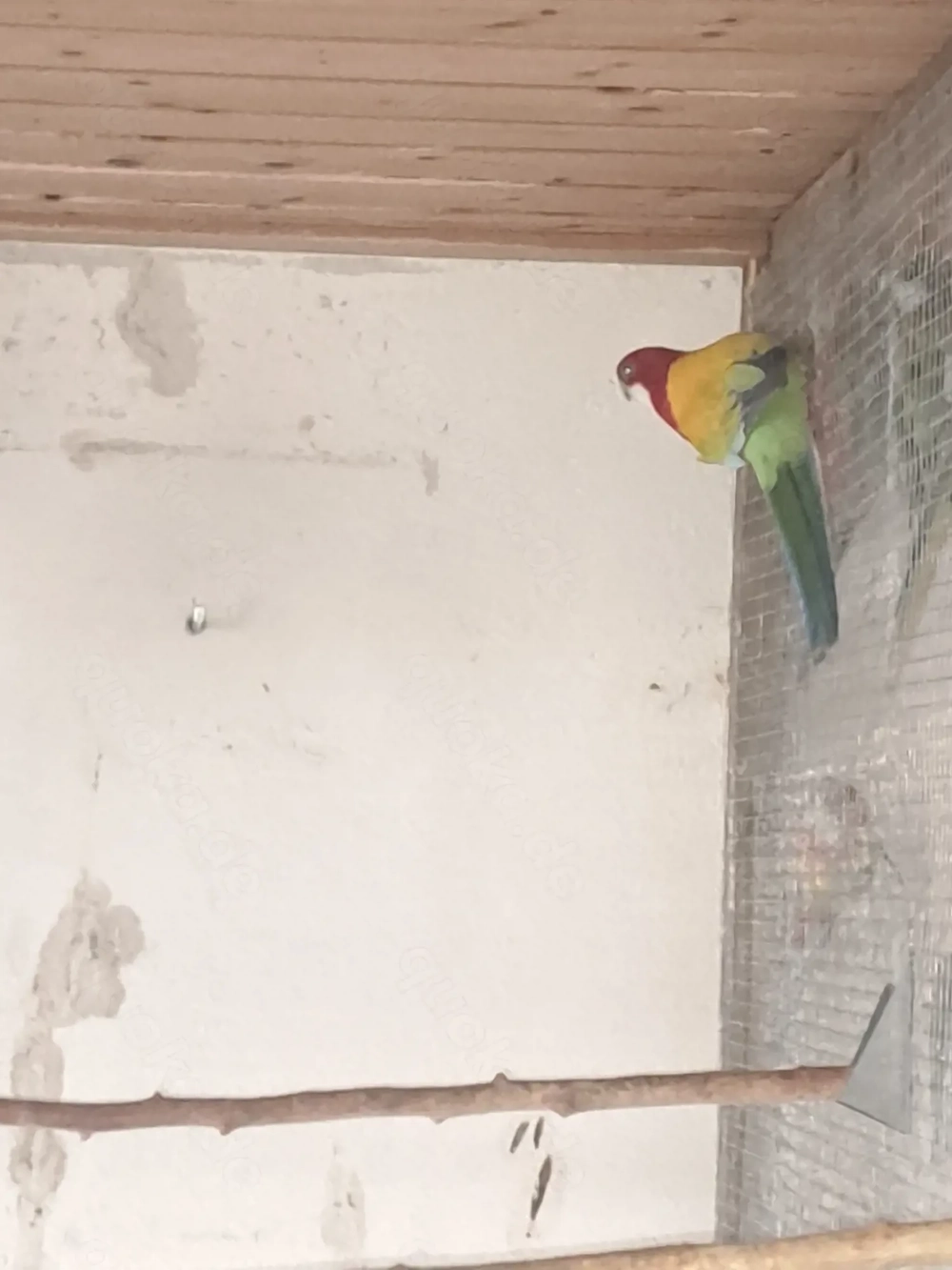 Gebe Junge Rosellasittche von 2025 ab. 