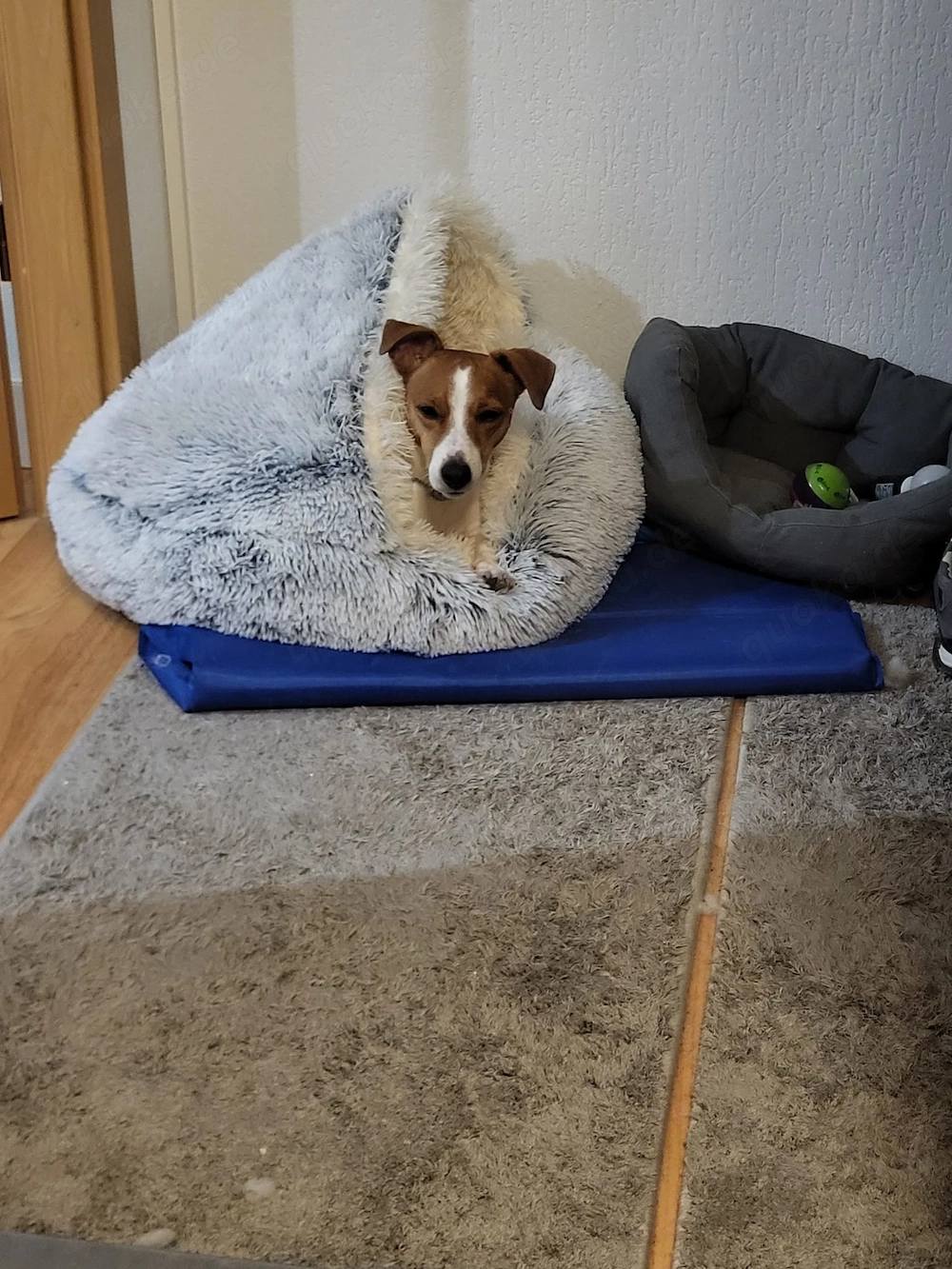 Jack Russell fast 4 Jahre alt