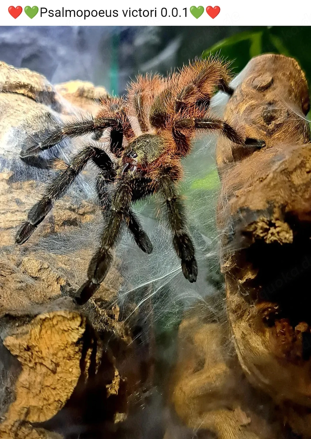 Psalmopoeus victori 1.0