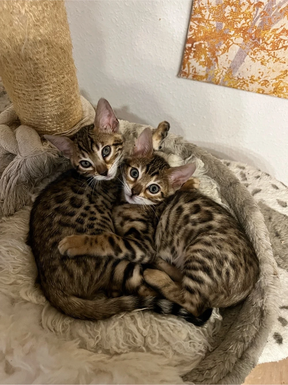 Bengalkitten Traumcharakter
