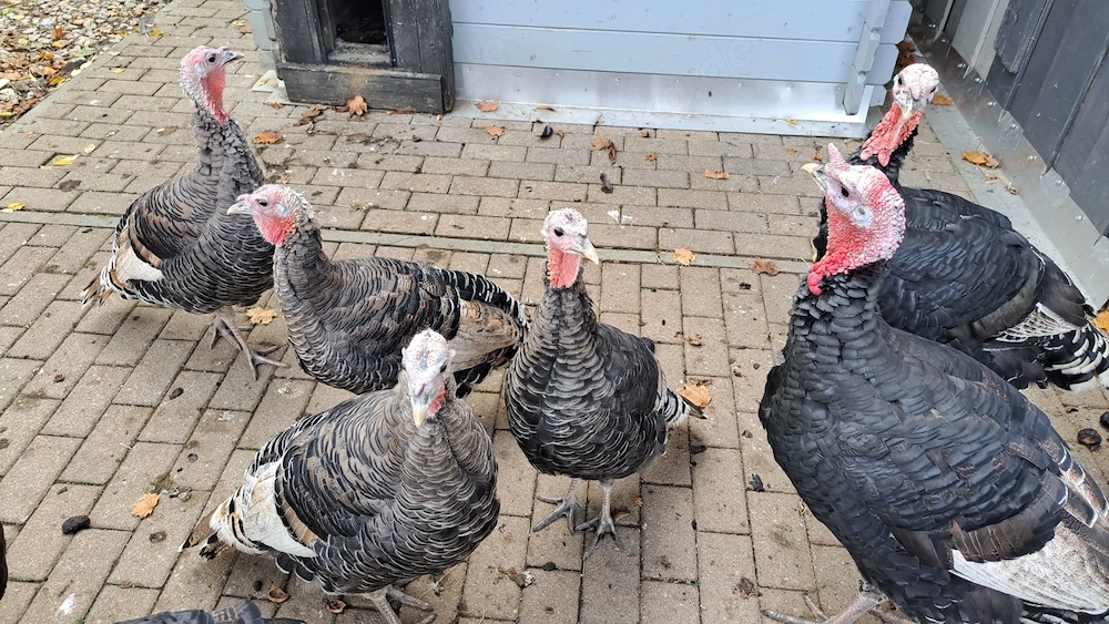 Bruteier Bronzeputen Narrangsett Puten