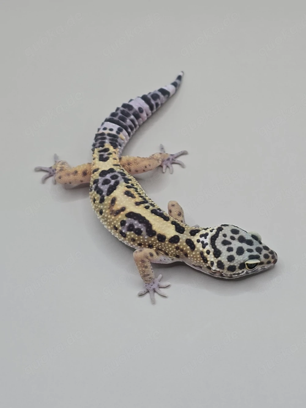 Leopardgecko 0.1 Black Night Lavender 
